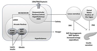 Treatment of Acquired Hypothalamic Obesity: Now and the Future